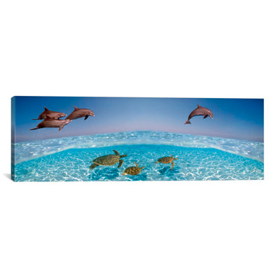 " Bottlenose Dolphin Jumping While Turtles Swimming Under Water " by Panoramic Images