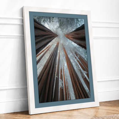 Towering Forest Canopy Scandinavian - Print