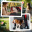 Foldable Pet Stroller
