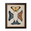 Display Of Butterflies III Print