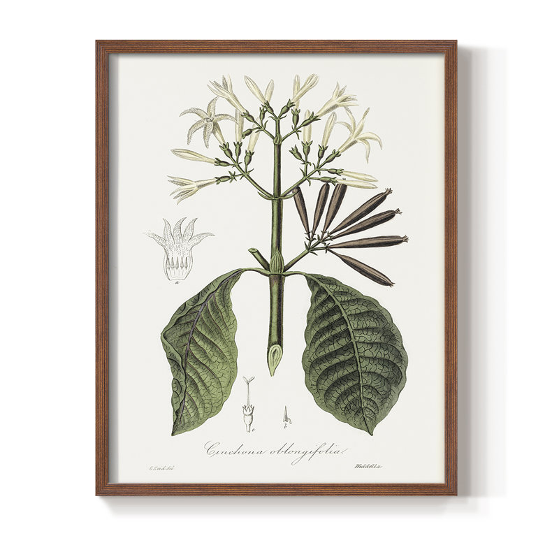 Tropical Botanical IV, reproduction encadrée - bois massif, H 11 po x l 9 po, Noyer