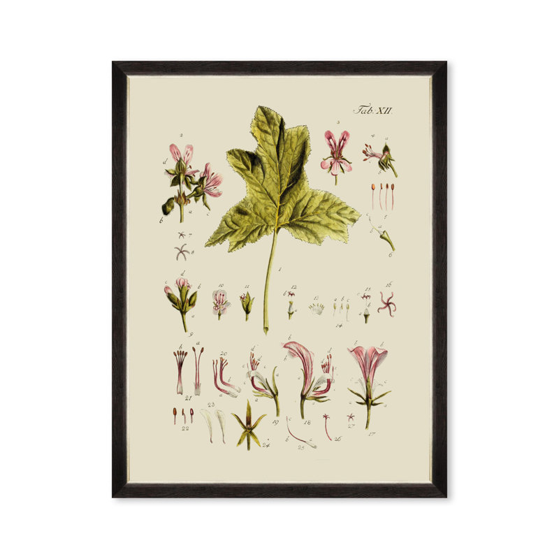 BOTANICAL V