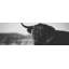 Magnifique vache monochrome Highland - reproduction encadrée