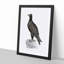 Mountain Eagle Illustration - Framed Print-55617672-55617676