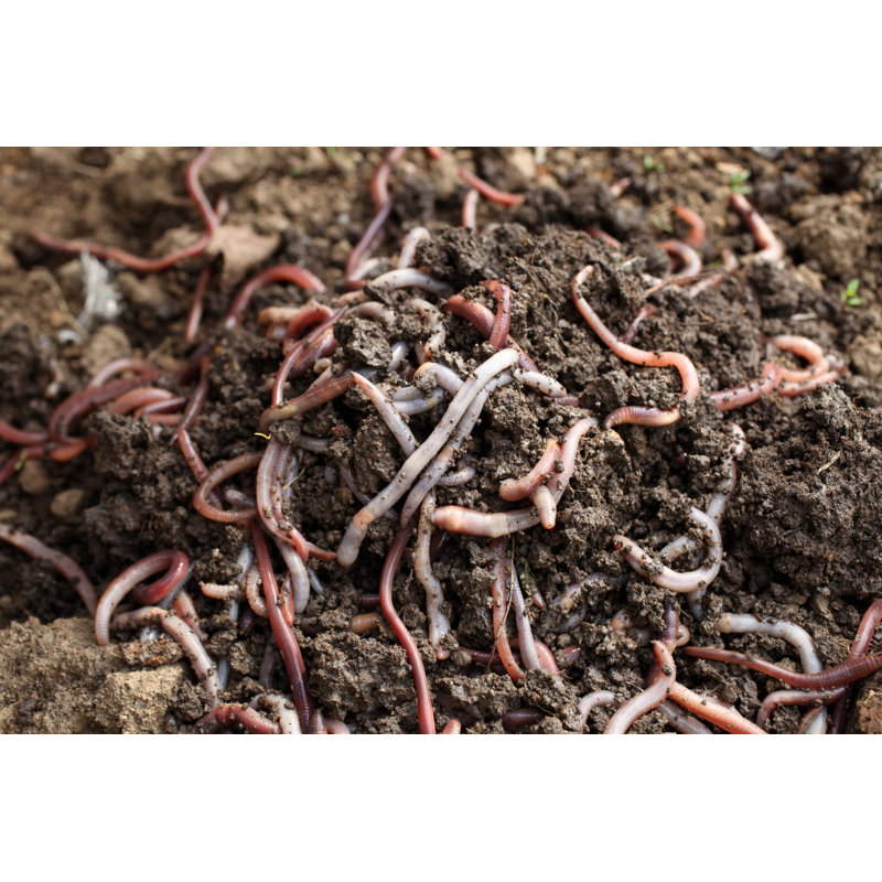 Group Of Earthworms In The Earth by Popovaphoto - Wrapped Canvas Print, 30cm H x 46cm W