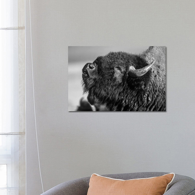 American Bison Bull Displaying, North America 1 Piece Wrapped Canvas Wall Art, 66.04 cm H x 45.72 cm W x 3.175 cm D