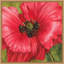 «Vivid Poppy II» par Grace Popp, reproduction d'art sur toile encadrée-109519535