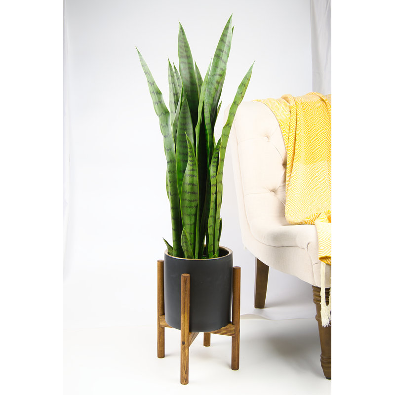 Dunwoody Handmade Planter, Black Golden Ring/Honey