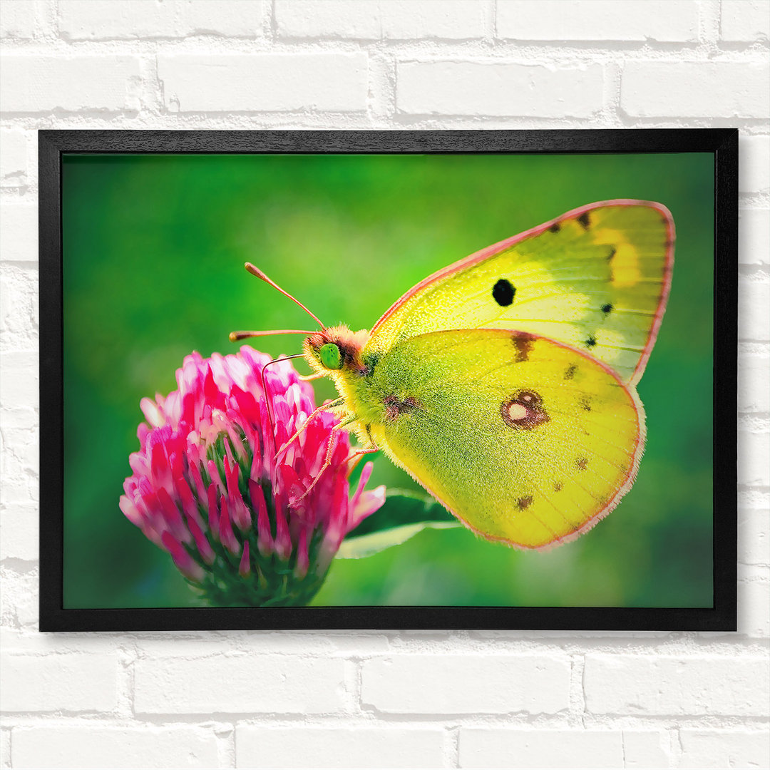 Colias Hyale Schmetterling Gerahmter Druck