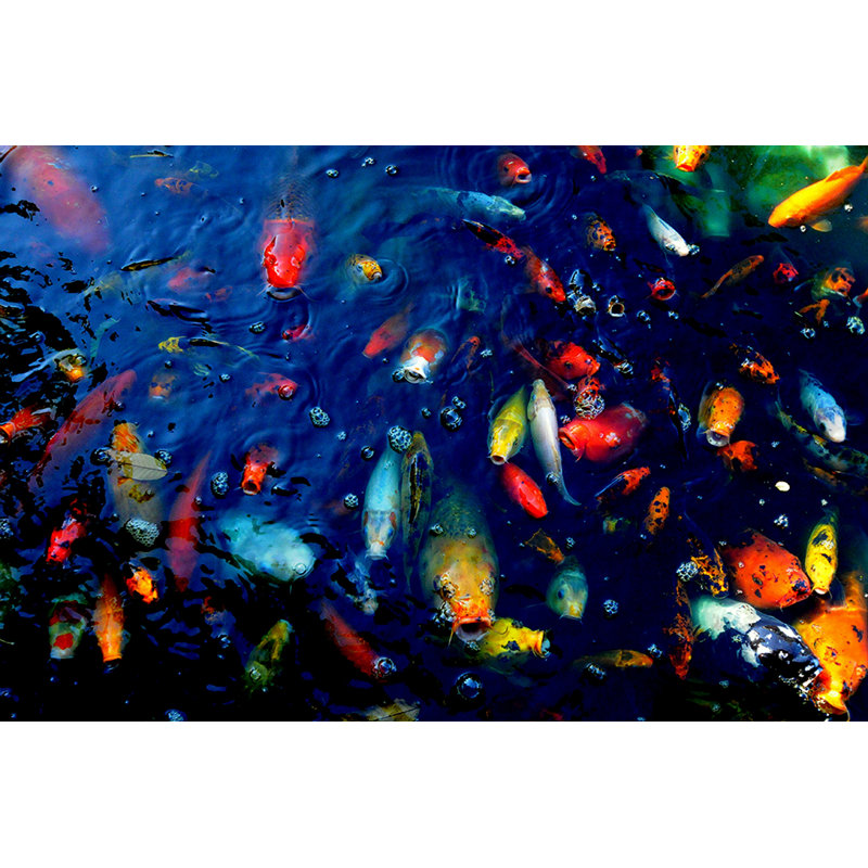 Poisson coloré - impression d'art graphique, H 13 po x l 19 po x P 0,1 po, Papier non encadré