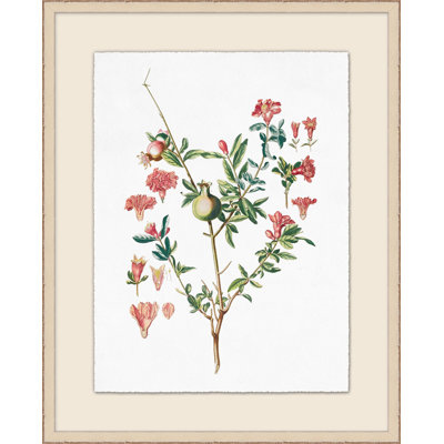 Pomegranate Plant Illustration Framed Print