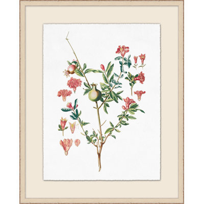 Pomegranate Plant Illustration Print by Lillian August