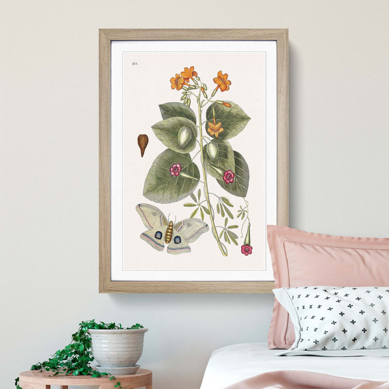 Great Moth by Mark Catesby - Picture Frame Painting Print, 36cm H x 27cm W x 2cm D, Oak Framed