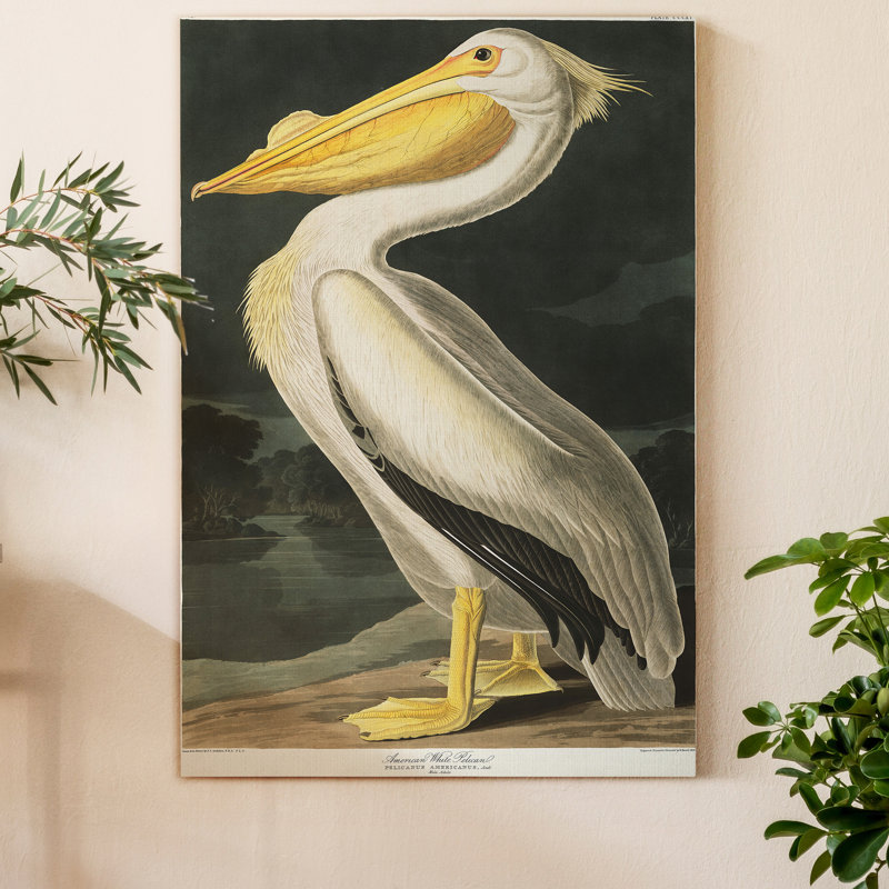 " Pl 311 American White Pelican ", 36" H x 24" W x 1.5" D