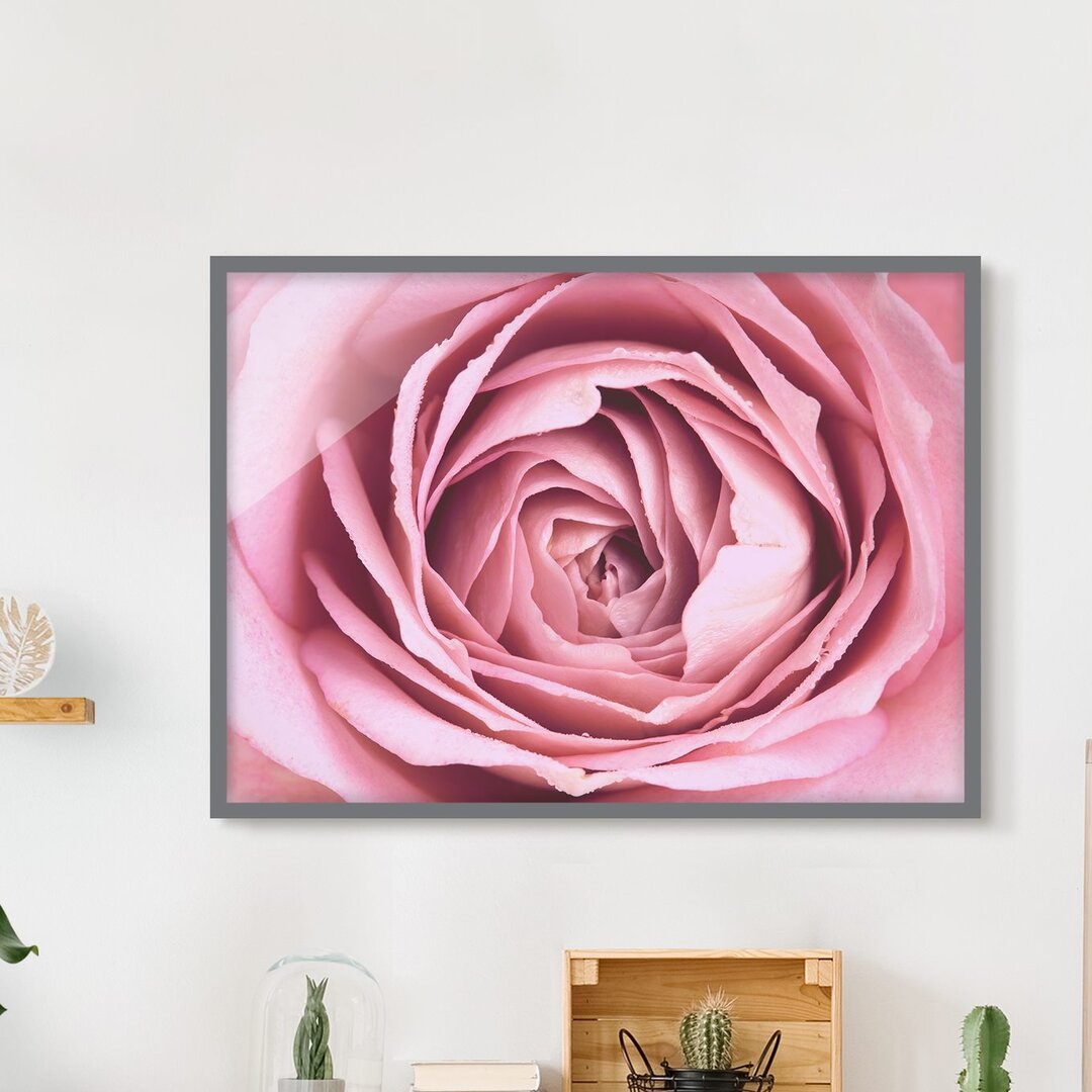 Gerahmtes Poster Pink Rose Flower