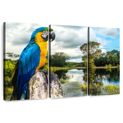 Ara dans le Pantanal au Brésil