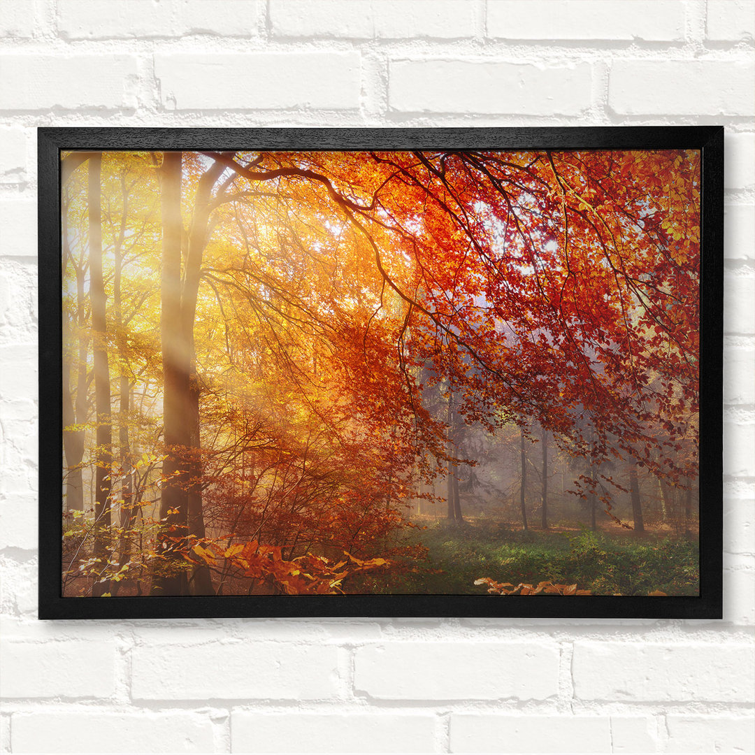 Autumn Forest Sunrays - Closed Corner Frame Kunstdruck auf Holz