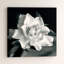"Gardenia" par Debra VanS vêtementsingen, photographie de fleur sur toile tendue-1731950402-1665954837-1635099189
