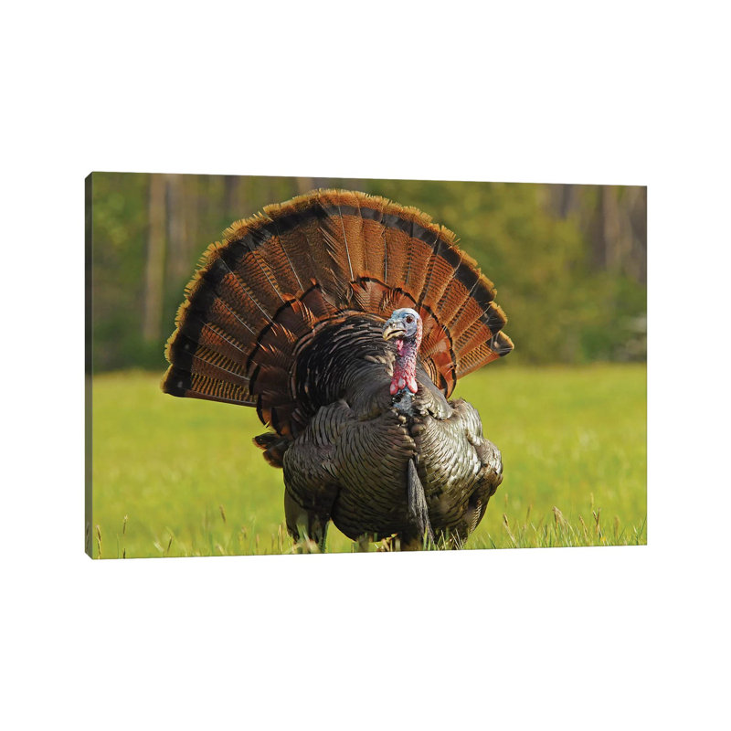 Full Strut by Brian Wolf - Wrapped Canvas Print, 20.32 cm H x 30.48 cm W