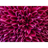 Pom Pom Chrysanthemum Purple Print by Harold Davis