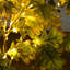 Arbre d'automne artificiel pré-éclairé en chêne vert avec 200 lumières DEL blanc chaud-1525806202