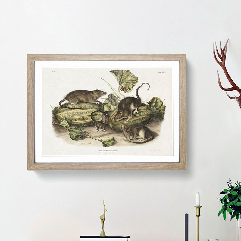 Brown Rats by J.W. Audubon - Picture Frame Graphic Art Print, 27cm H x 36cm W x 2cm D, Oak Framed