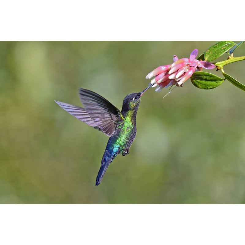 Hummingbird by Webguzs - Wrapped Canvas Print, 51cm H x 76cm W