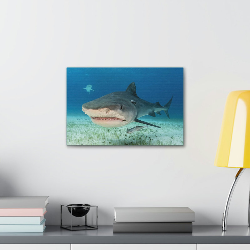Art mural majestueux requin tigre, H 11 po x l 14 po