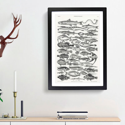Study of Fish XLVH by Oliver Goldsmith - Picture Frame Drawing Print