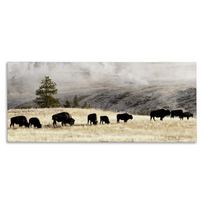 " Grazing Bison Rural Country Fog " by Danita Delimont