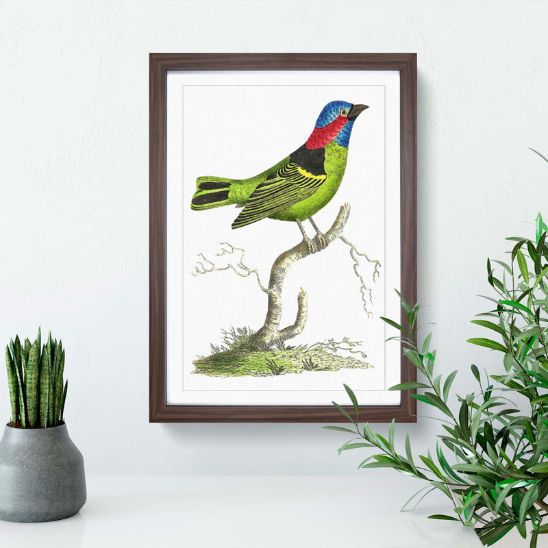 Collared Tanager Bird by George Shaw - Framed Print, 36cm H x 27cm W x 2cm D, Walnut Framed