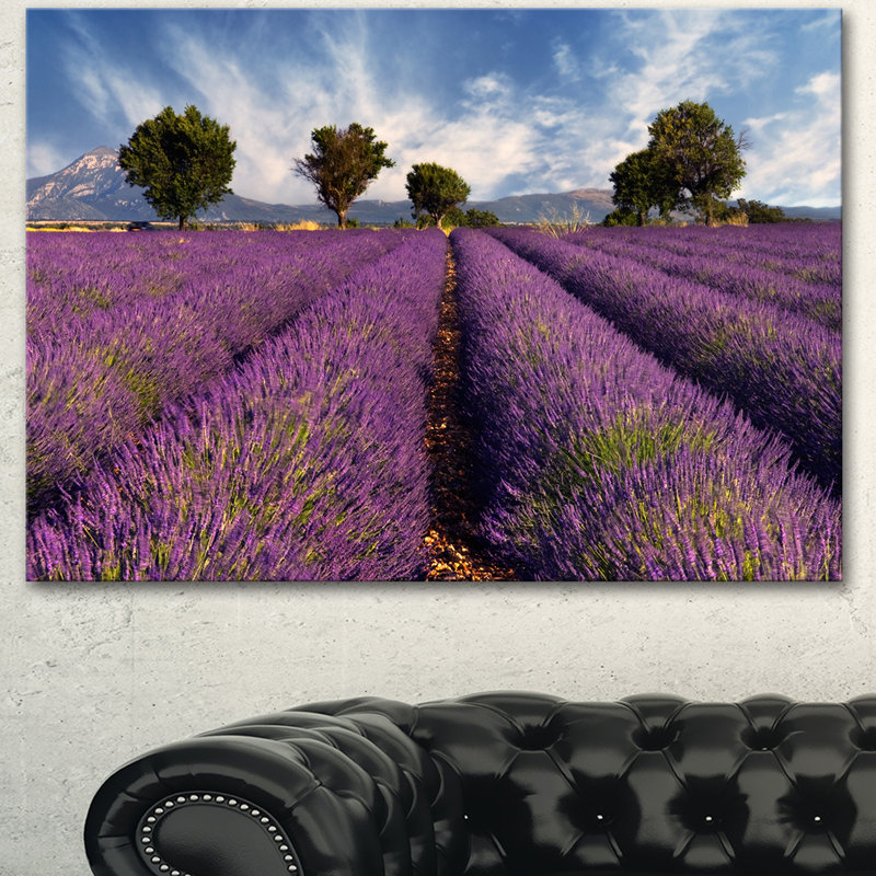« lavande field on windy-après-midi », reproduction de photo sur toile tendue, H 8 po x l 12 po