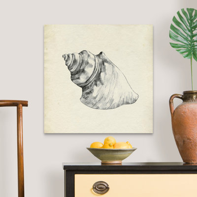 Croquis de coquillage IV par Emma Caroline - reproduction d'art