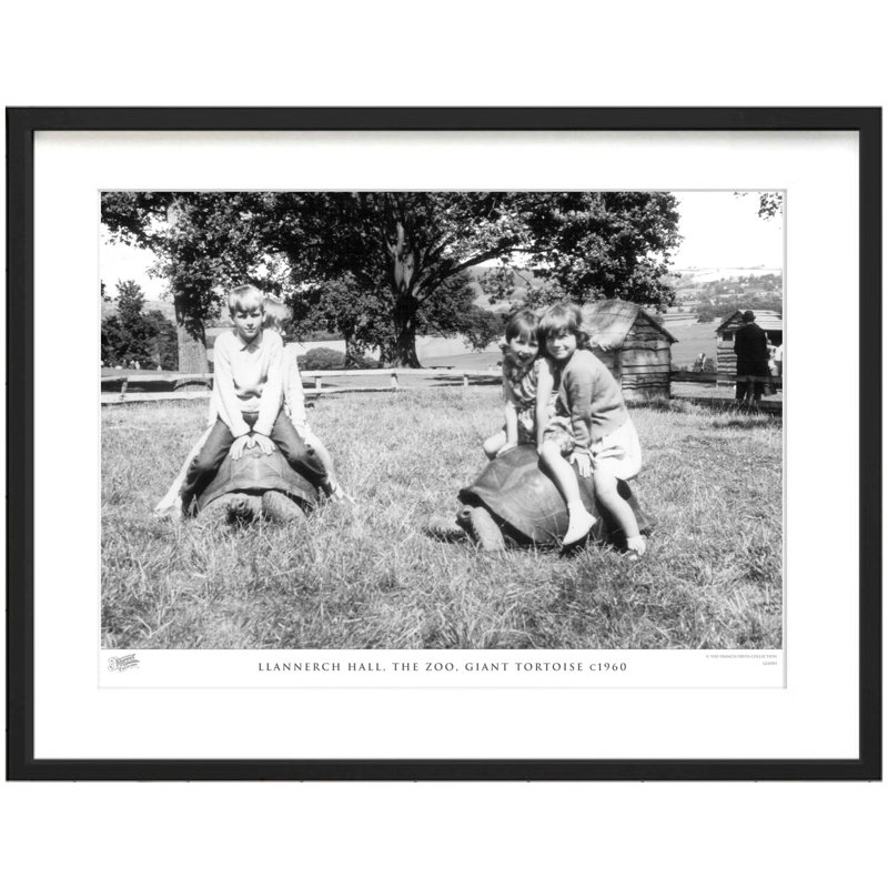 Llannerch Hall, The Zoo, Giant Tortoise C1960 by Francis Frith - Single Picture Frame Print, 28cm H x 36cm W x 2.3cm D