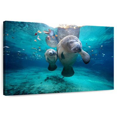 Brampt Manatee And Calf