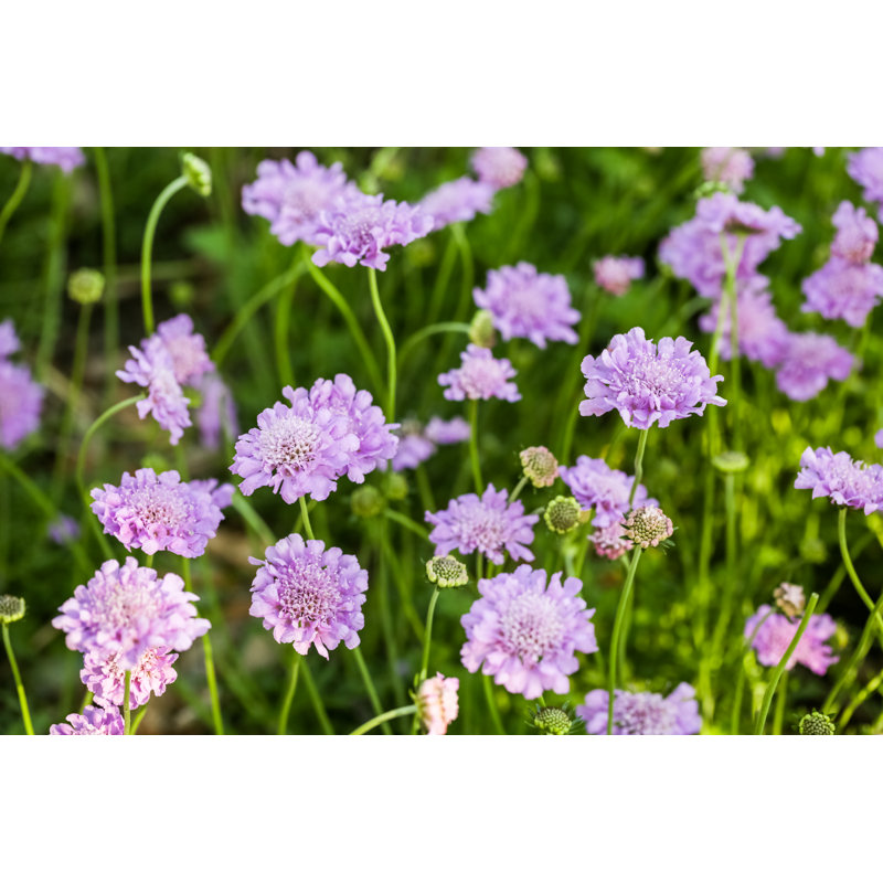 " Scabiosa " by Arinahabich, 24" H x 36" W  