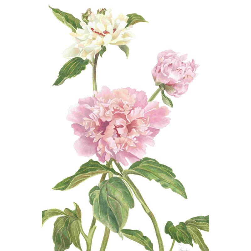 Pivoine II
