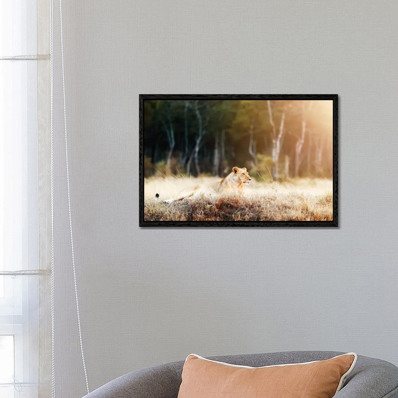 Lioness In Morning Sunlight After Breakfast~3 by Susan Richey - Gallery-Wrapped Canvas Giclée on Canvas, Black Framed
