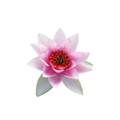 Laronica Water Lilly - Wrapped Canvas Print