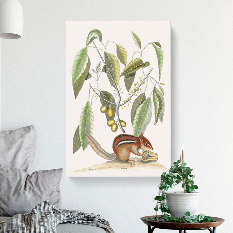 Ground Squirrel by Mark Catesby - Wrapped Canvas Painting, 60cm H x 40cm W x 3cm D