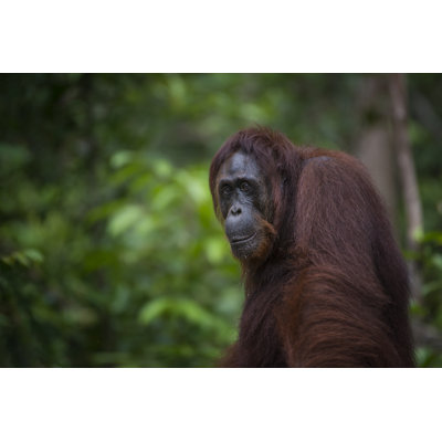 Portrait of An Orang Utan, Wildlife Shot by Guenterguni