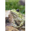 Grenouille américaine
