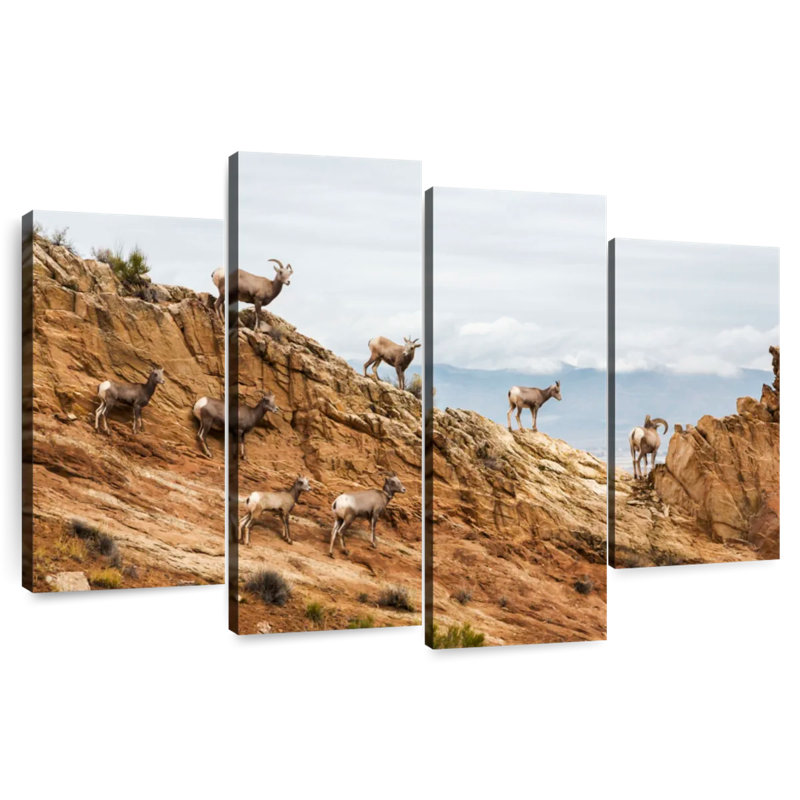 Brampt Colorado Bighorn Sheep