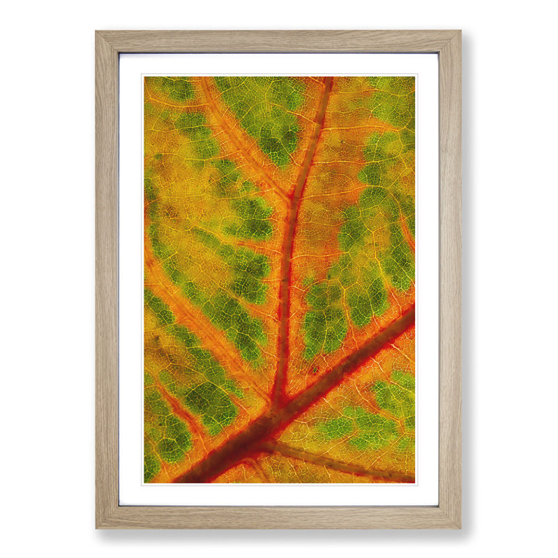 Map of a Leaf - Picture Frame Painting Print, Oak Framed, 45cm H x 33cm W x 2cm D
