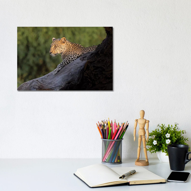 Africa, Kenya. Leopard Resting On Dead Tree. by Jaynes Gallery - Wrapped Canvas Print, 20.32cm H x 30.48cm W x 1.91cm D