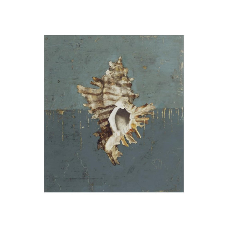Seashell D Print by Sarah Atkinson, Glass Coat