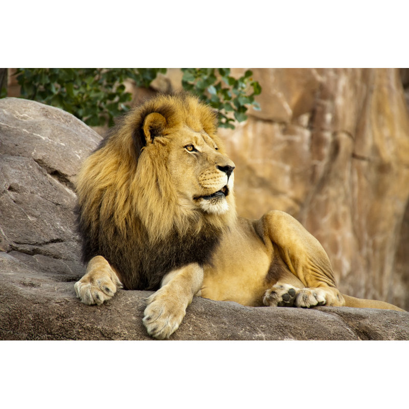 Magnificent Lion King by Ricardoreitmeyer - No Frame Print on Canvas, 51cm H x 76cm W