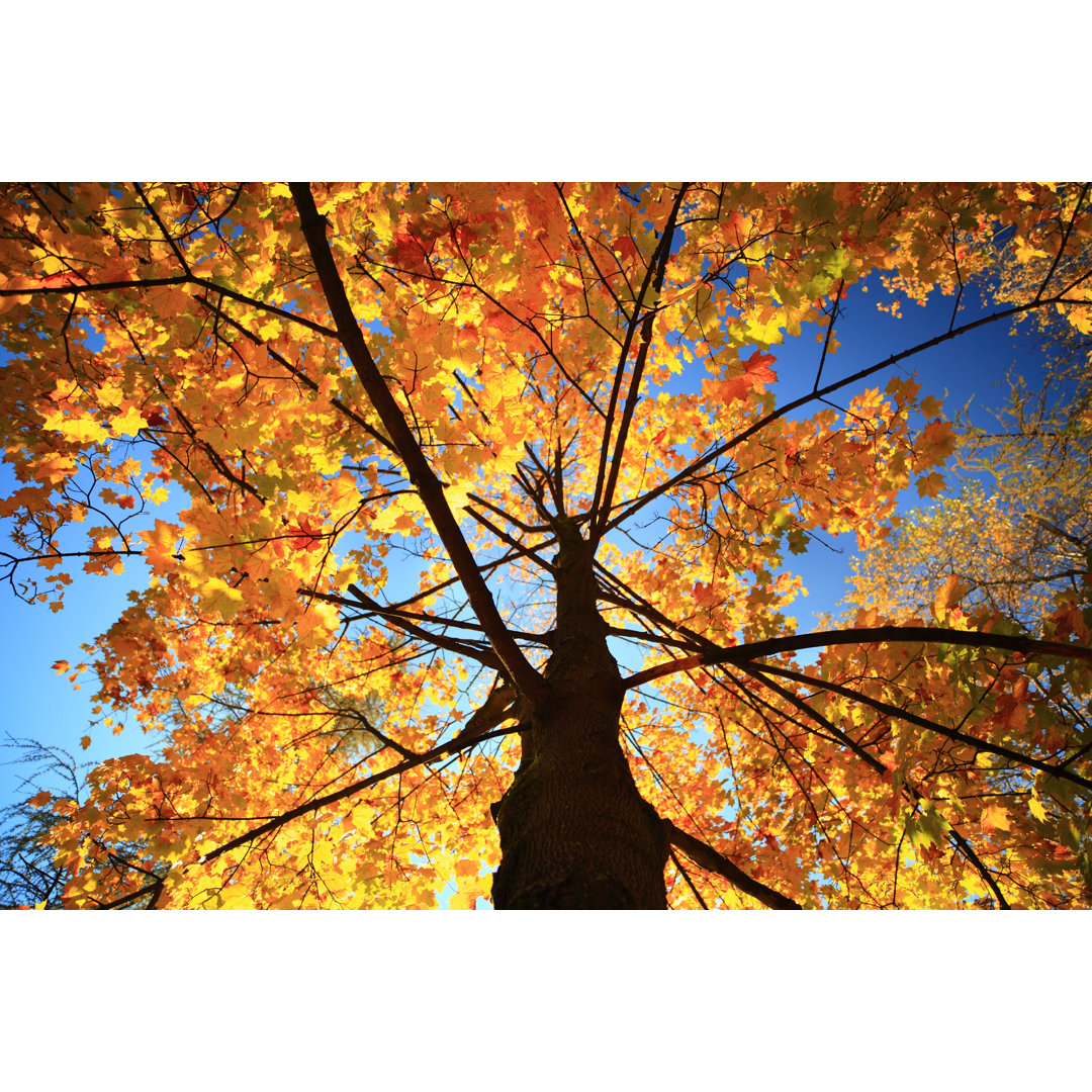 Fall Leaves On The Autumn Tree - Kunstdrucke auf Leinwand