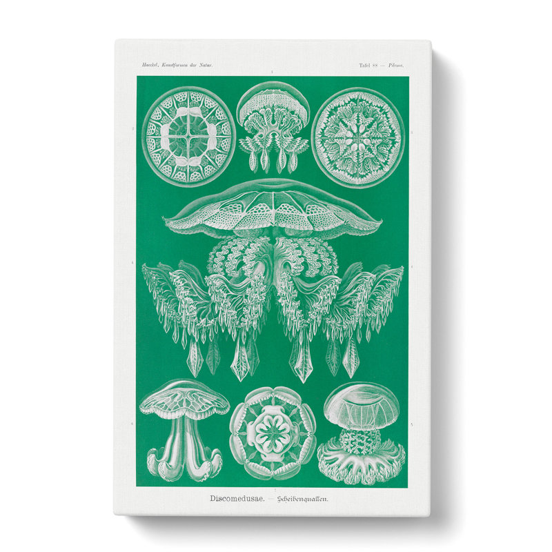 Discomedusae Jellyfish Vol.4 by Ernst Haeckel - Wrapped Canvas Painting, 76cm H x 50cm W x 3cm D