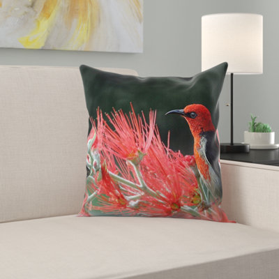 Coussin écarlate honeyeater